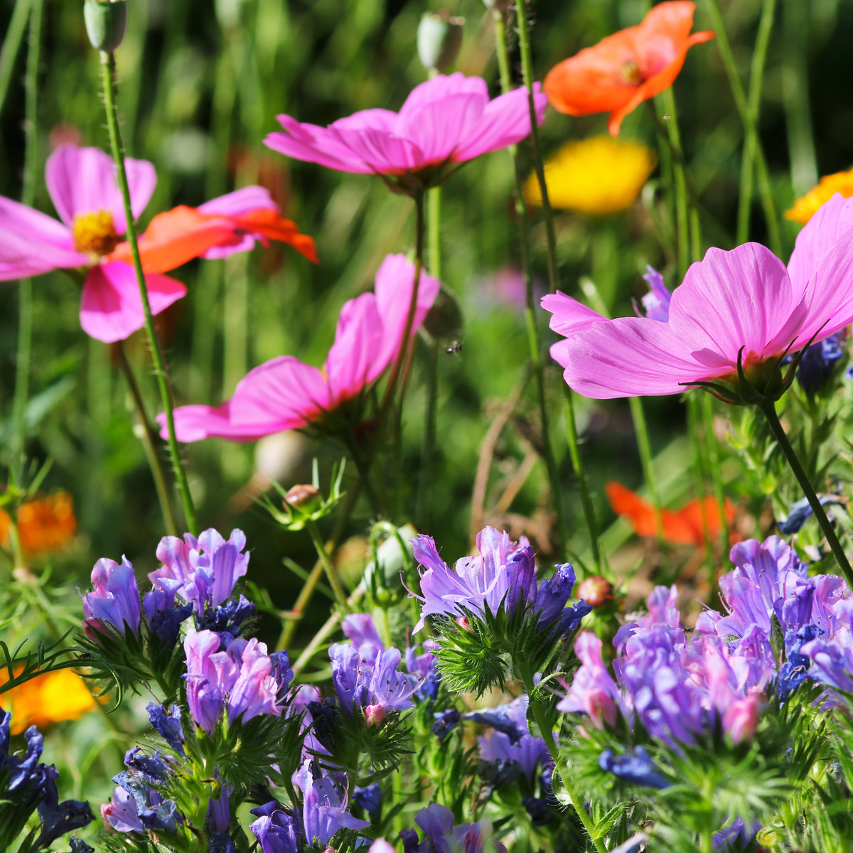 Letničky Japonská zahrada - směs - prodej semen - 0,9 g