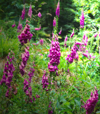 Trvalky rozkvetlá lesní louka - směs - prodej semen - 0,9 g