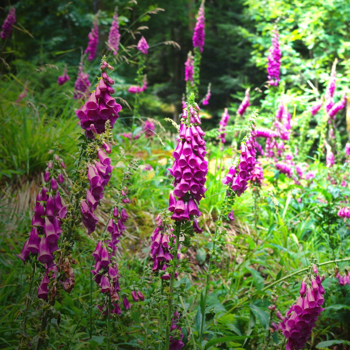 Trvalky rozkvetlá lesní louka - směs - prodej semen - 0,9 g