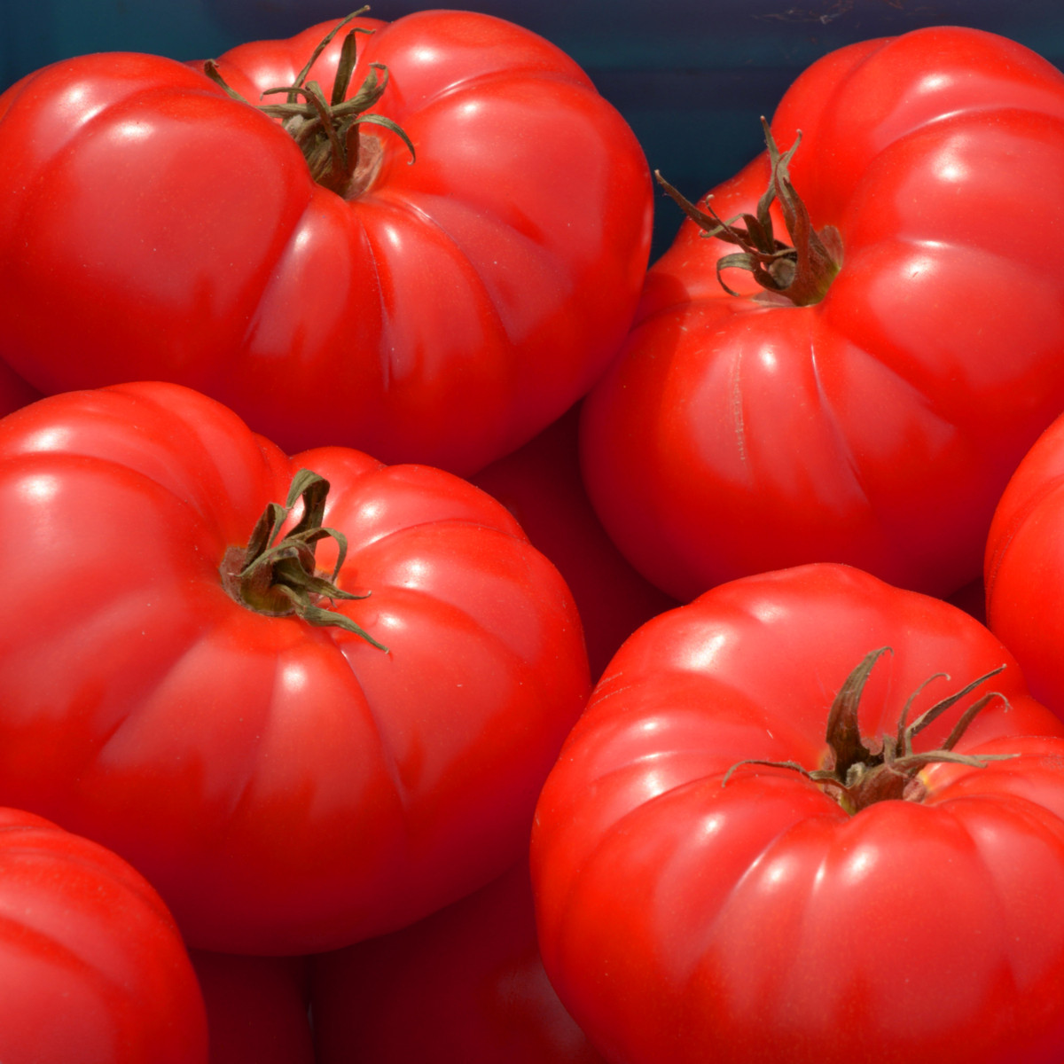 Rajče Soldaki - Solanum lycopersicum - prodej semen - 7 ks