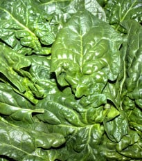 BIO Špenát setý Matador - Spinacia oleracea - prodej bio semen - 75 ks