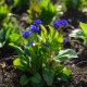 Pomněnka lesní Compindi - Myosotis sylvatica - prodej semen - 100 ks