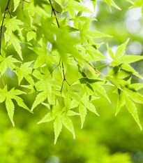 Javor dlanitolistý - Acer palmatum - prodej semen - 5 ks