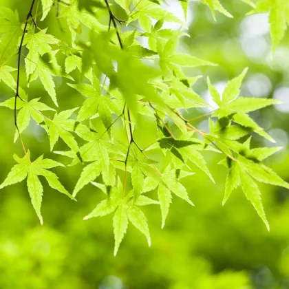 Javor dlanitolistý - Acer palmatum - prodej semen - 5 ks