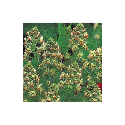 Rezeda vonná velkokvětá - Reseda odorata - prodej semen - 350 ks