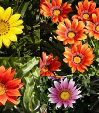 Gazánie směs barev - Gazania rigens - prodej semen - 50 ks
