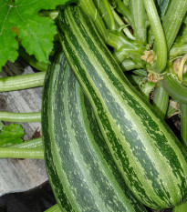 Cuketa Striato D Italia - Cucurbita pepo - prodej semen - 8 ks