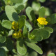 Šrucha zelná Golden - Portulaca oleracea - prodej semen - 100 ks