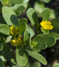 Šrucha zelná Golden - Portulaca oleracea - prodej semen - 100 ks