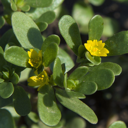 Šrucha zelná Golden - Portulaca oleracea - prodej semen - 100 ks