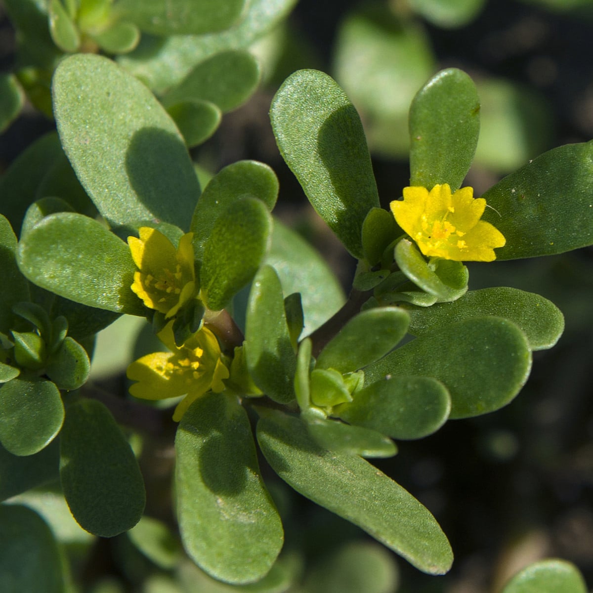 Šrucha zelná Golden - Portulaca oleracea - prodej semen - 100 ks