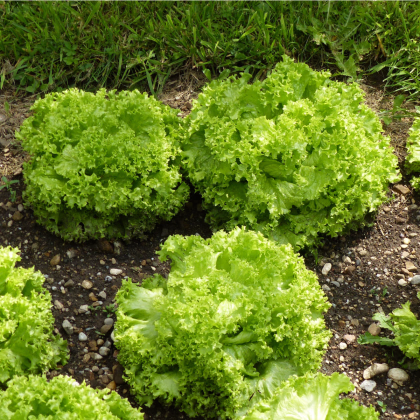 Salát listový kadeřavý Lollo Bionda - Lactuca sativa - prodej semen - 450 ks