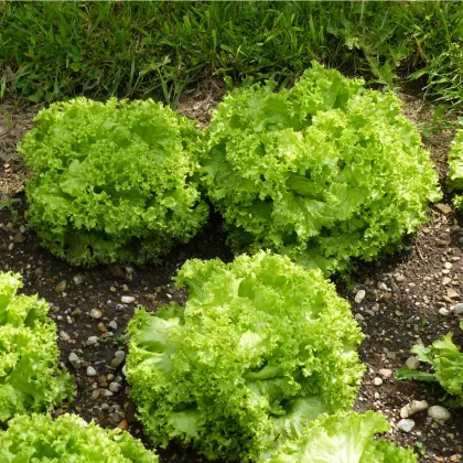 Salát listový kadeřavý Lollo Bionda - Lactuca sativa - prodej semen - 450 ks