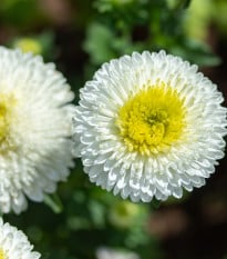 Astra čínská vysoká Princess bílá - Callistephus chinensis - prodej semen - 50 ks