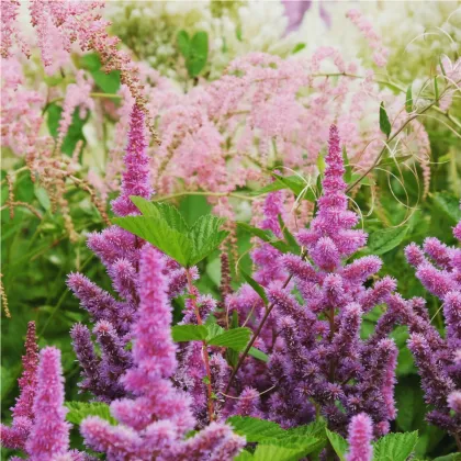 Čechrava Arendsii mix barev - Astilbe arendsii - prodej semen - 10 ks
