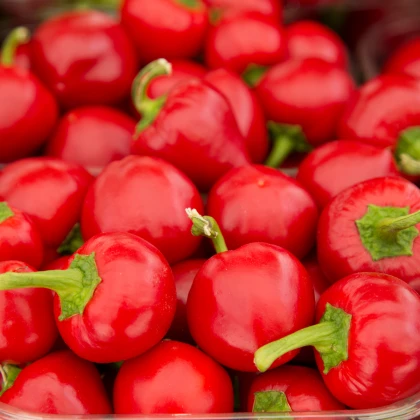 Paprika rajčinová Ontara - Capsicum annuum - prodej semen - 40 ks