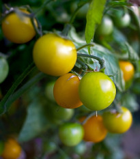 Rajče Goldkrone - Solanum lycopersicum - prodej semen - 20 ks
