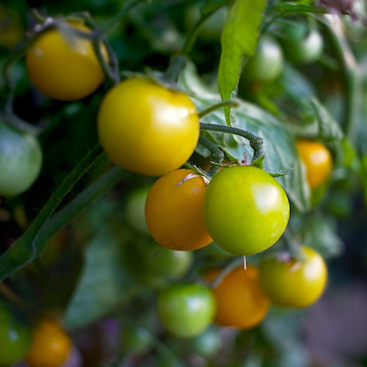 Rajče Goldkrone - Solanum lycopersicum - prodej semen - 20 ks