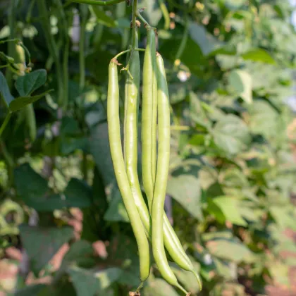 Fazole keříčková Dublette - Phasoleus vulgaris - prodej semen - 20 ks
