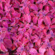 Africká kopřiva Wizard Velvet Red - Coleus blumei - prodej semen - 30 ks