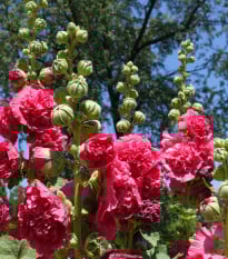 Topolovka Letní karneval mix barev - Alcea rosea carnival mix - prodej semen - 40 ks