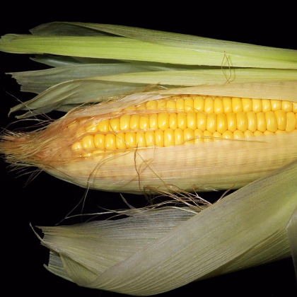 Kukuřice Luminox F1 - Zea mays - prodej semen - 20 ks