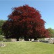 Buk lesní - Fagus sylvatica atropurpurea - prodej semen - 7 ks