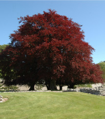 Buk lesní - Fagus sylvatica atropurpurea - prodej semen - 7 ks