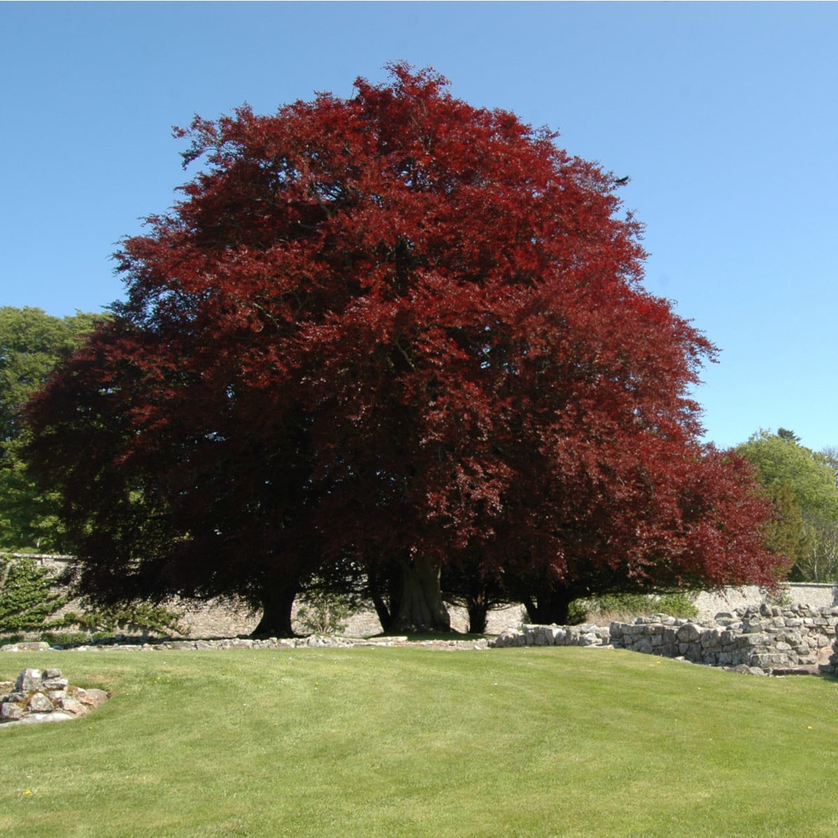 Buk lesní - Fagus sylvatica atropurpurea - prodej semen - 7 ks