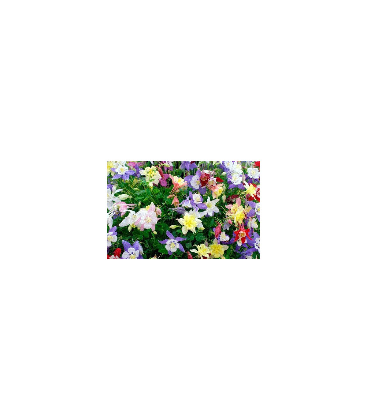Orlíček směs barev - Aquilegia caerulea - semena trvalek - cca 140 ks