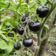 Rajče Blueberry - Solanum lycopersicum - prodej semen - 6 ks