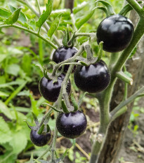 Rajče Blueberry - Solanum lycopersicum - prodej semen - 6 ks