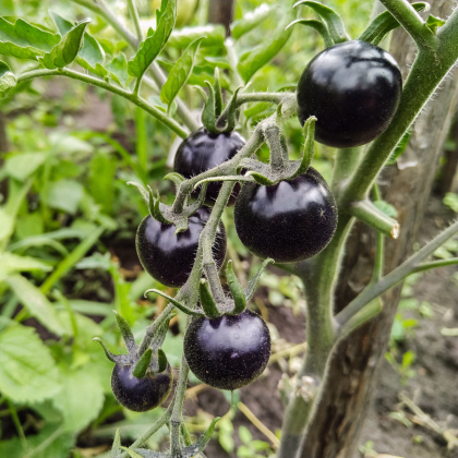 Rajče Blueberry - Solanum lycopersicum - prodej semen - 6 ks