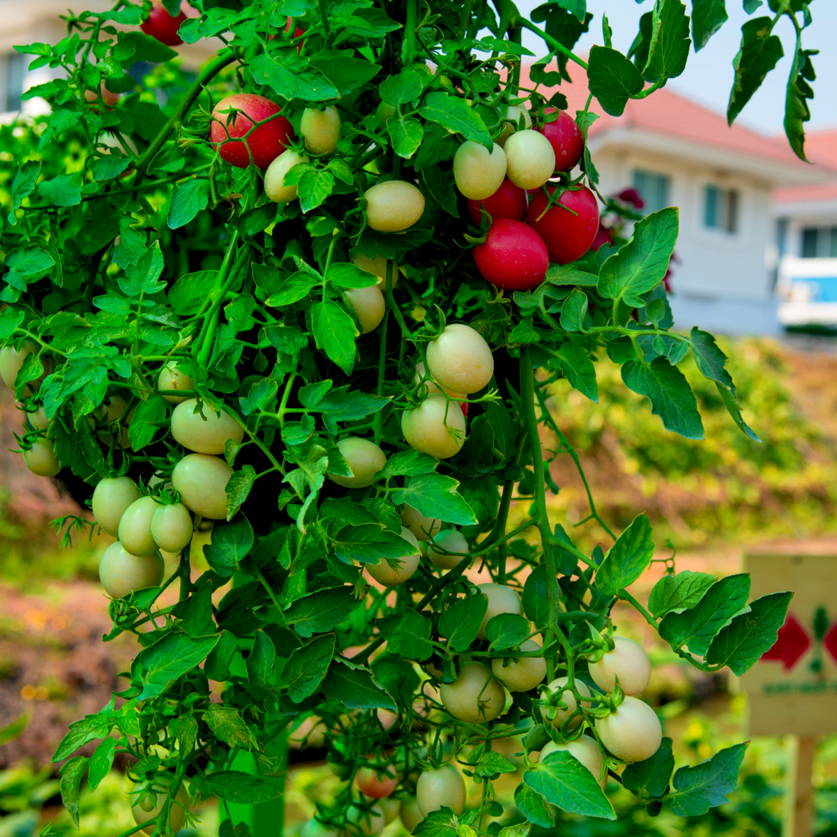 Rajče Tumbler - Lycopersicon esculentum - prodej semen - 6 ks