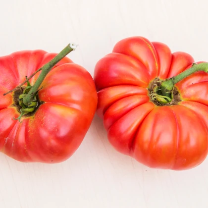 Rajče Brandywine červené - Solanum lycopersicum - prodej semen - 7 ks