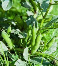 Bob obecný Piccola - Vicia faba - prodej semen - 20 ks