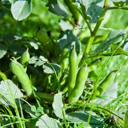 Bob obecný Piccola - Vicia faba - prodej semen - 20 ks