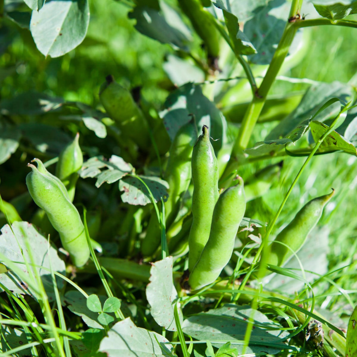 Bob obecný Piccola - Vicia faba - prodej semen - 20 ks