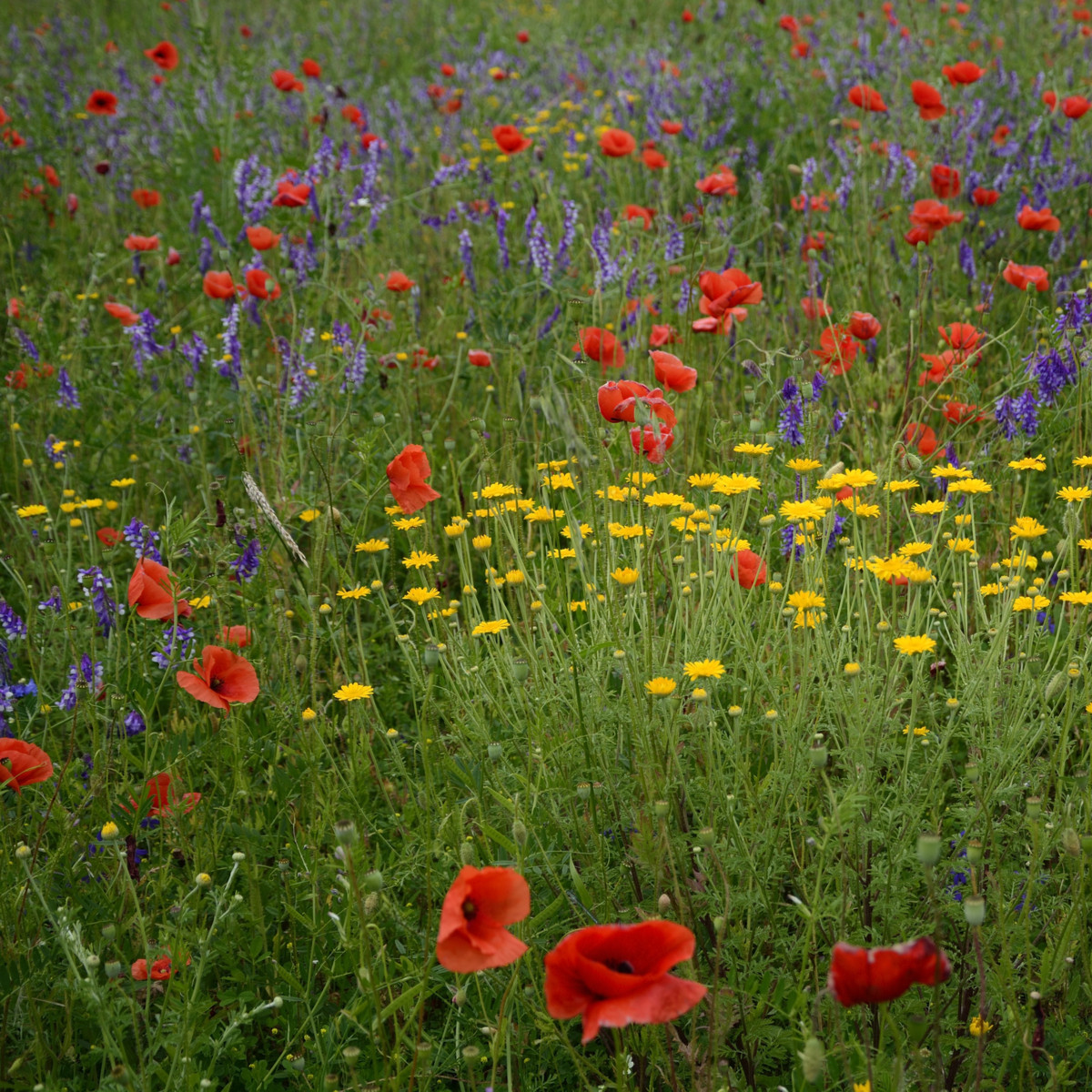 Letničky Last minute - směs - prodej semen - 0,5 g