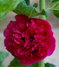 Topolovka Chaters Scarlet - Alcea rosea - prodej semen - 30 ks