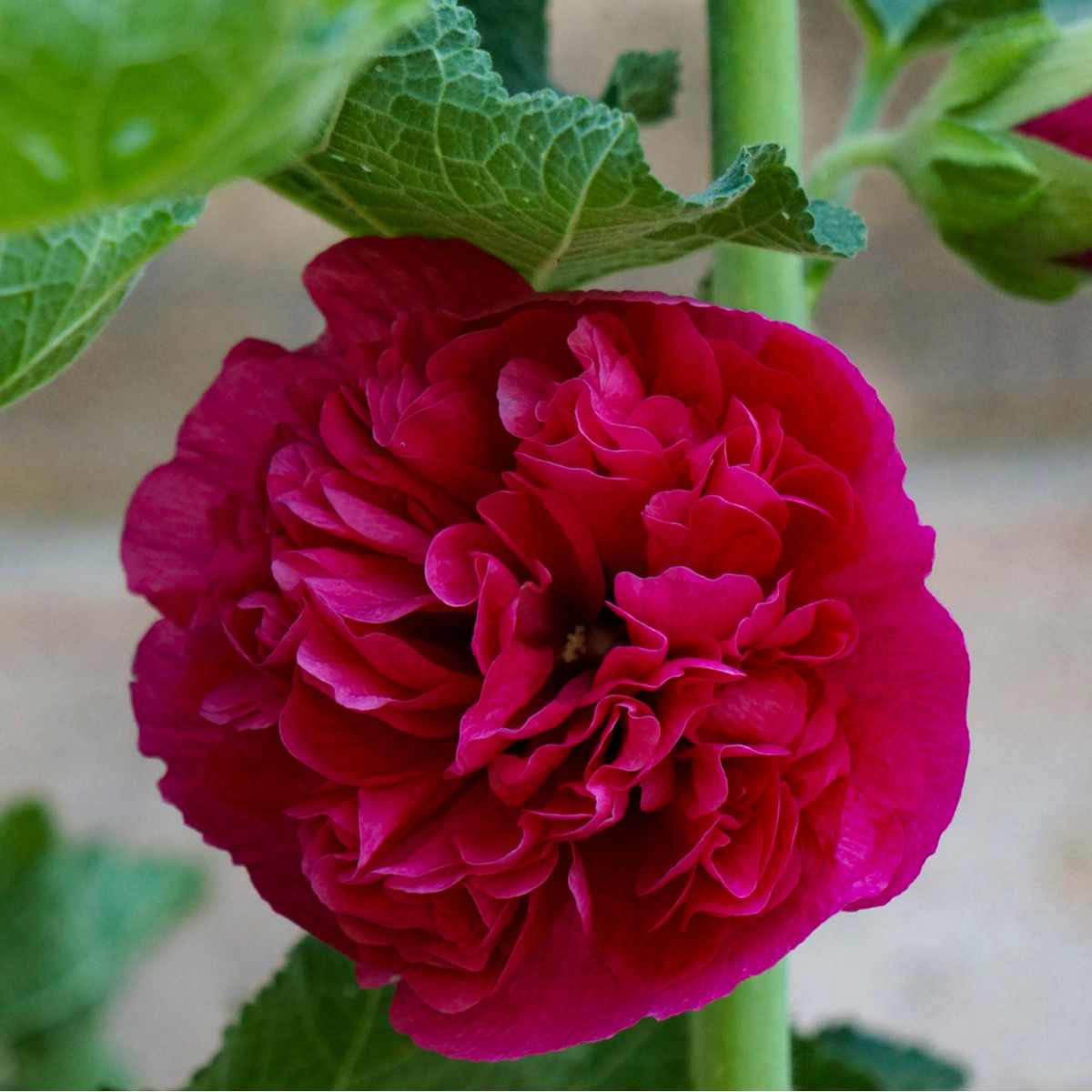 Topolovka Chaters Scarlet - Alcea rosea - prodej semen - 30 ks