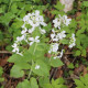 Měsíčnice roční bílá - Lunaria annua - prodej semen - 40 ks
