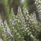 Saturejka horská Bolero - Satureja montana - prodej semen - 500 ks