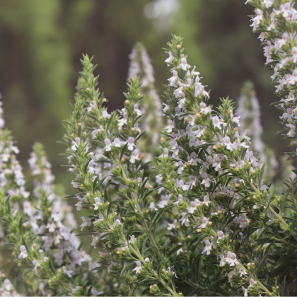 Saturejka horská Bolero - Satureja montana - prodej semen - 500 ks