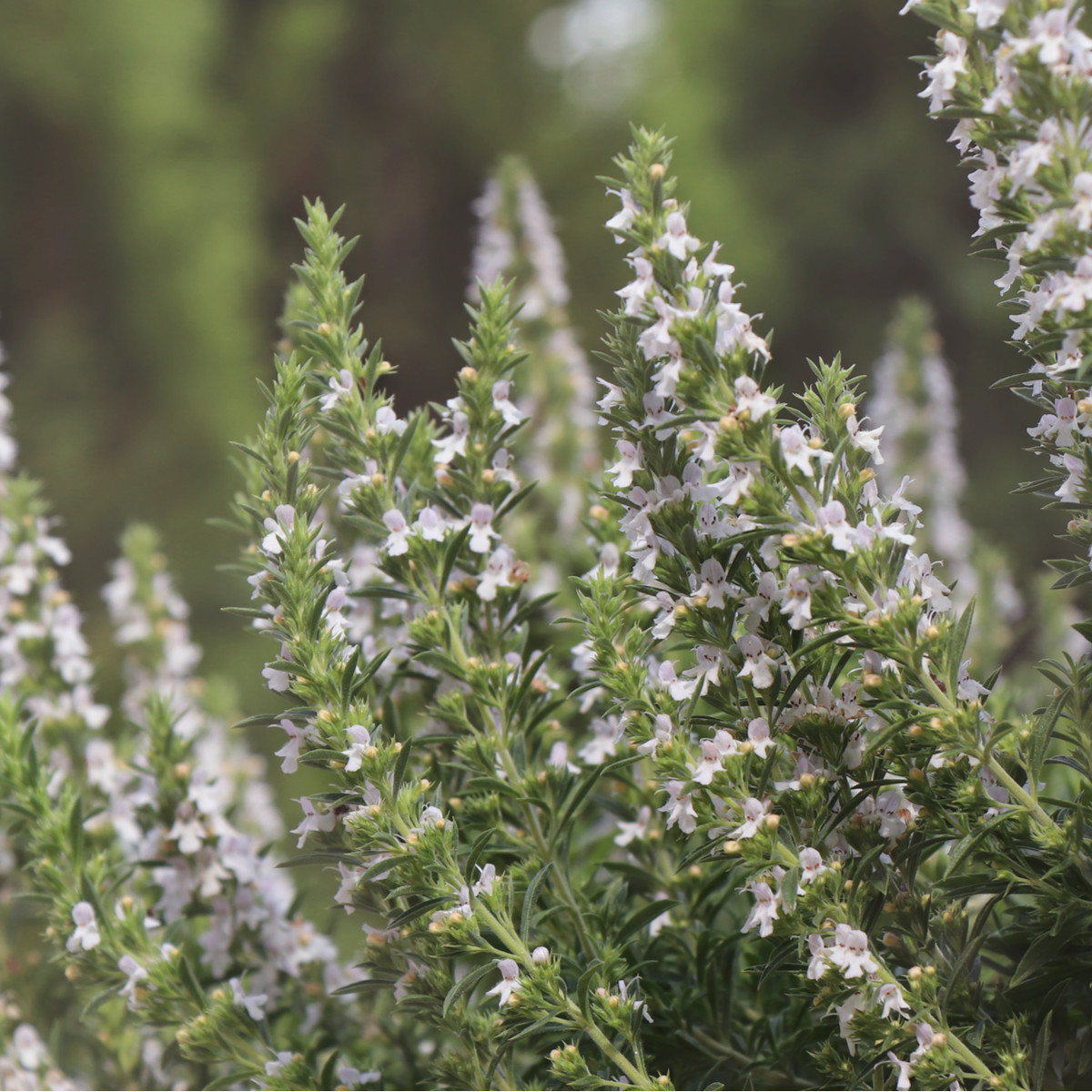 Saturejka horská Bolero - Satureja montana - prodej semen - 500 ks