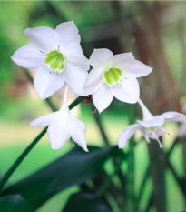 Líbenka - Eucharis - prodej cibulovin - 1 ks