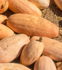 BIO Tykev Pink Jumbo Banana - Cucurbita maxima - prodej bio semen - 5 ks