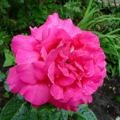 Begonie plnokvětá růžová - Begonia superba - prodej cibulovin - 2 ks