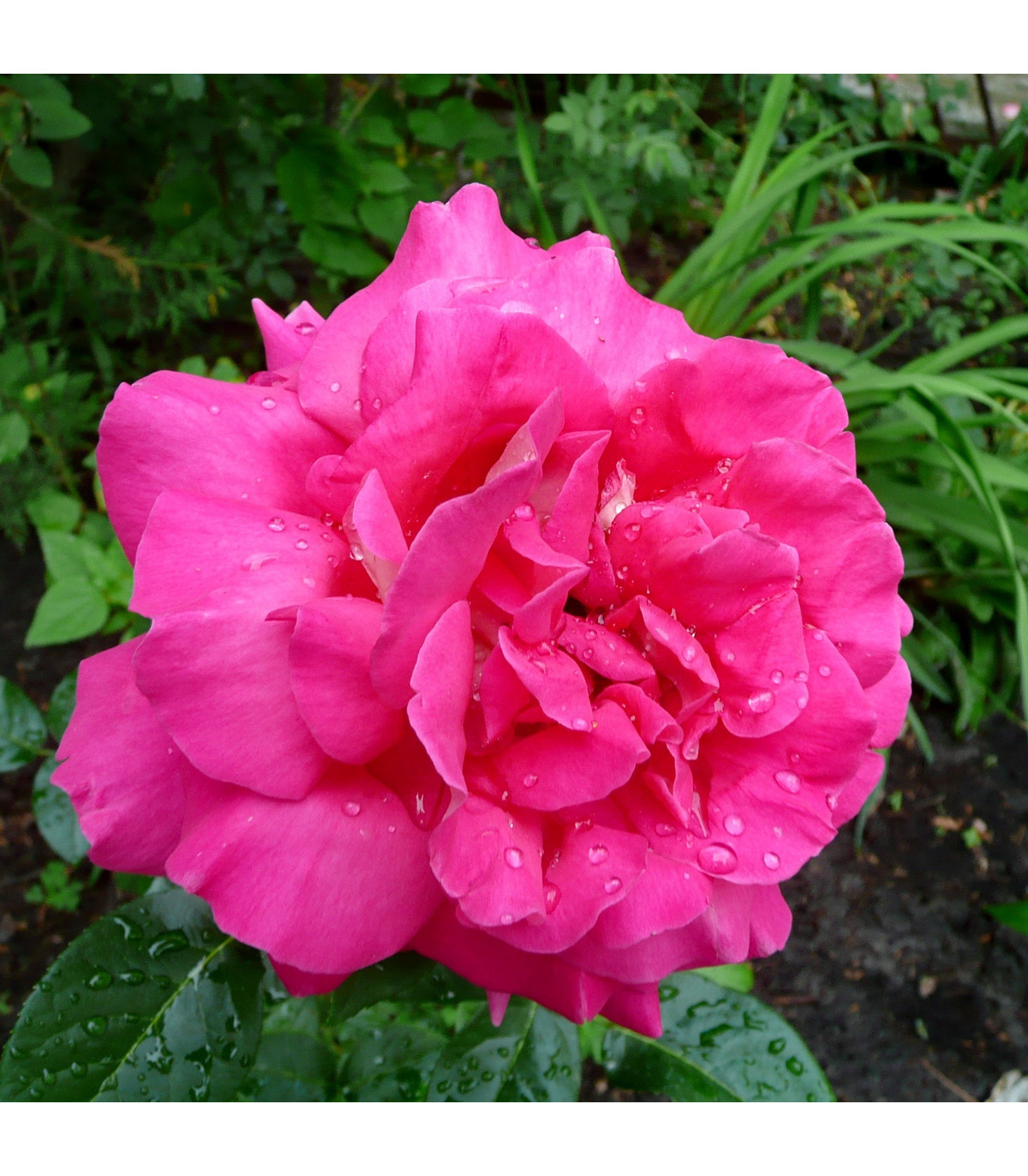 Begonie plnokvětá růžová - Begonia superba - prodej cibulovin - 2 ks