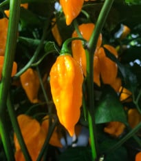 Chilli Devils Tongue Yellow - Capsicum chinense - prodej semen - 7 ks